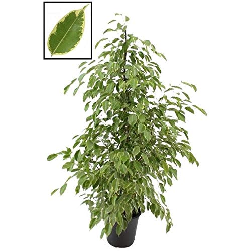 Birkenfeige - Ficus Benjamina Golden King 140-150 cm Zimmerpflanze von Blumen-Senf