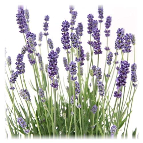 12 Pflanzen Lavandula angustifolia Staude Lavendel von Blumen-Senf