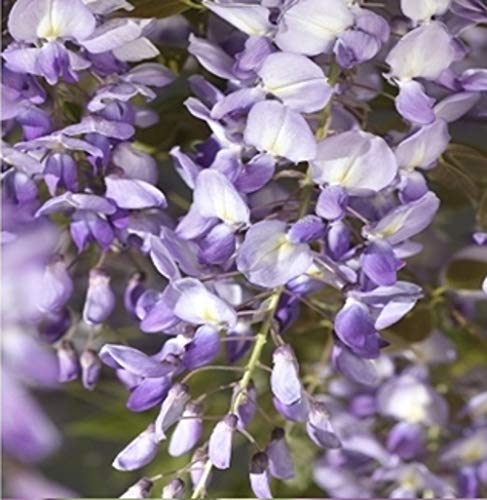 Wisteria sinensis Prolific 70-80 cm - Chinesischer Edelblauregen Prolific von Blumen-Senf