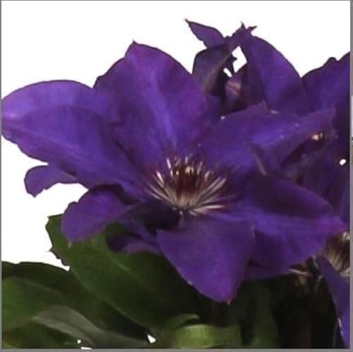 Waldrebe Clematis The President 60-80 cm von Blumen-Senf