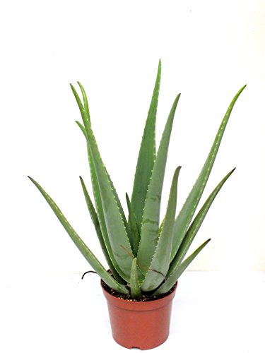 Blumen Senf Echte 2 Pflanzen Aloe Vera, 12 cm Topf, ca. 40 cm hoch, von Blumen-Senf