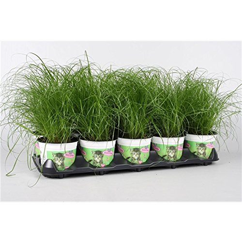 Blumen-Senf Katzengras 5 Pflanzen - Cyperus alternifolius Zumula - zur Verdauungsunterstützung von Katzen von Blumen-Senf