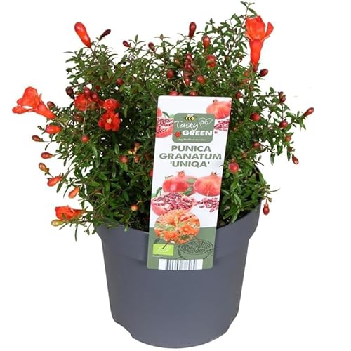 Blumen-Senf Punica granatum 'Uniqa' – Zwerg-Granatapfel ca. 30 cm inkl. Topf | Zierpflanze für Garten, Balkon & Terrasse | pflegeleicht, dekorativ & robust von Blumen-Senf