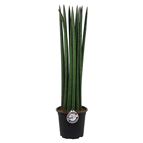 Sansevieria Cylindrica Straight ca. 70 cm Bogenhanf Schwiegermutterzunge bessere Raumluft von Blumen-Senf