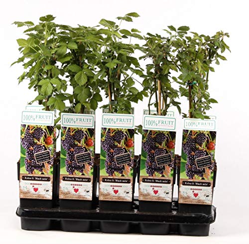 Brombeere 'Black Satin' - Rubus fruticosus, 60-70 cm, Dornenlos & Ertragreich, Süße Früchte für Garten & Terrasse, Pflegeleicht Brombeere 'Black Satin' - Rubus fruticosus, 60-70 cm, Dornenlos & Ertragreich, Süße Früchte für Garten & Terrasse, Pflegeleicht von Blumen-Senf