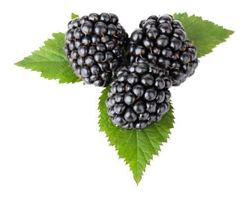 Brombeere 'Triple Crown' Rubus fruticosus 'Triple Crown' 20-30 cm Brombeere 'Triple Crown' Rubus fruticosus 'Triple Crown' 20-30 cm von Blumen-Senf