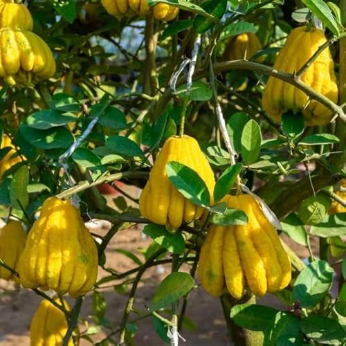 Buddhas Hand Zitrone – Exotische Zitruspflanze 130-170 cm Citrus medica | Duftende Zitrone für Garten & Balkon von Blumen-Senf