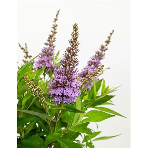 Buddleja dav. Butterfly Candy Little Lila 25-30 cm Schmetterlingsflieder Sommerflieder - Fliederspeer von Blumen-Senf