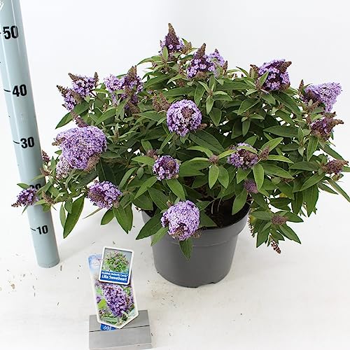 Buddleja dav. Butterfly Candy Little Sweetheart 25-30 cm Schmetterlingsflieder Sommerflieder - Fliederspeer von Blumen-Senf