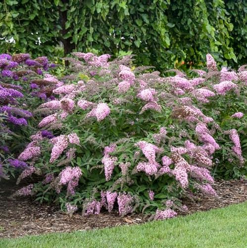 Buddleja davi. ''Pink Cascade' 25-30 cm Schmetterlingsflieder Sommerflieder - Fliederspeer von Blumen-Senf