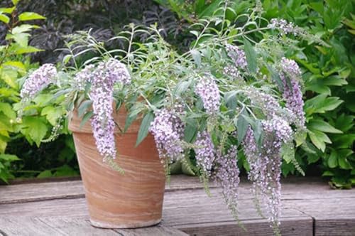 Buddleja davi. Wisteria Lane 25-30 cm Schmetterlingsflieder Sommerflieder - Fliederspeer von Blumen-Senf