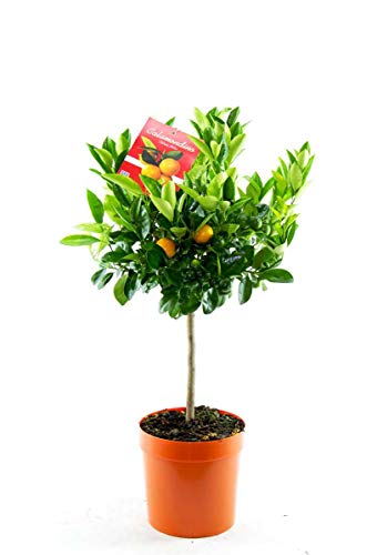 Calamondinorange 80 cm viele Früchte Citrofortunella microcarpa Citrus calamondin von Blumen-Senf