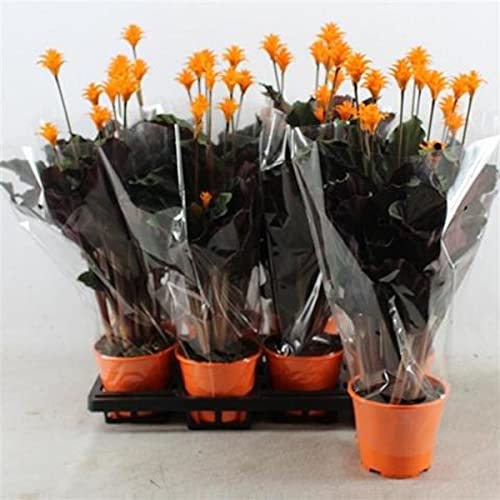 Calathea Crocata 40 cm - Korbmarante - Grünpflanze - Zimmerpflanze - Gebetspflanzen - Blattschmuckpflanze Calathea Crocata 40 cm - Korbmarante - Grünpflanze - Zimmerpflanze - Gebetspflanzen - Blattschmuckpflanze von Blumen-Senf