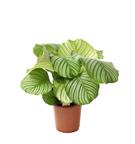 Calathea orbifolia ca. 80 cm - Korbmarante - Zimmerpflanze von Blumen-Senf