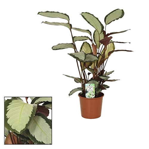 Calathea picturata 'Argentea' 40 cm - Korbmarante - Grünpflanze - Zimmerpflanze - Gebetspflanzen - Blattschmuckpflanze von Blumen-Senf