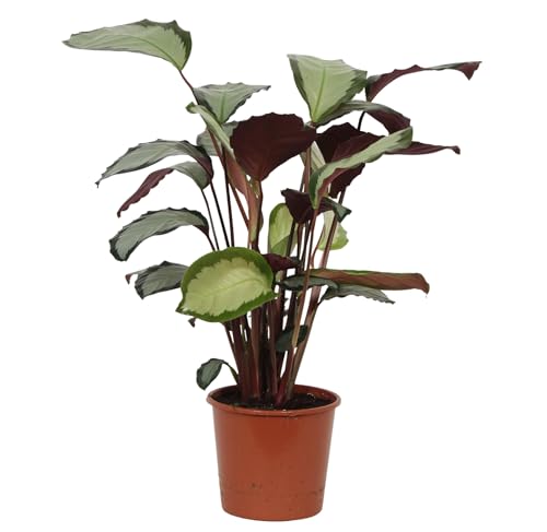 Calathea picturata 'Argentea' ca. 40 cm - Korbmarante - Grünpflanze - Zimmerpflanze - Haustierfreundlich Calathea picturata 'Argentea' ca. 40 cm - Korbmarante - Grünpflanze - Zimmerpflanze - Haustierfreundlich von Blumen-Senf