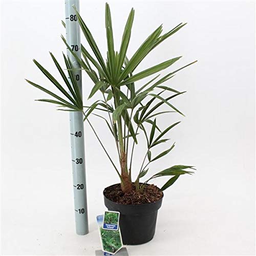 Chinesische Hanfpalme Trachycarpus Fortunei 70-100 cm – Robuste Zimmerpflanze für Garten & Terrasse, Frostbeständig, Pflegeleicht, Exotische Dekoration von Blumen-Senf
