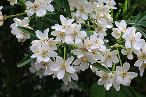 Choisya ternata White Dazzler 30-40 cm - Orangenblume - immergrüner Kleinstrauch von Blumen-Senf