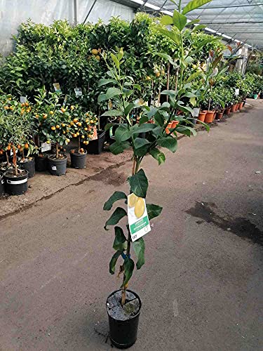 Citrus limon Lunario 120 cm - Echter Zitronenbaum (C17) - Vier-Jahreszeiten-Zitrone für Balkon, Garten & Terrasse - Robuster Zitronenbaum mit ganzjähriger Ernte von Blumen-Senf