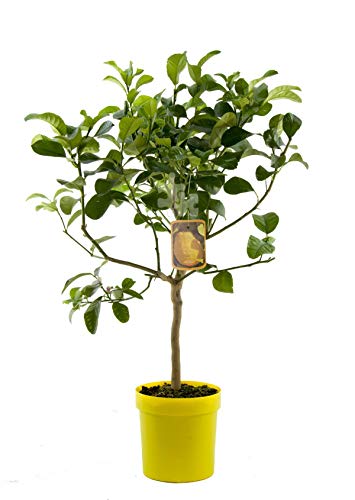 Citrus medica Zedratzitronen-Stämmchen 70-100 cm – Duftende Zitronenpflanze für Garten & Balkon, Immergrün, Essbare Früchte, Mediterranes Flair, Pflegeleicht von Blumen-Senf