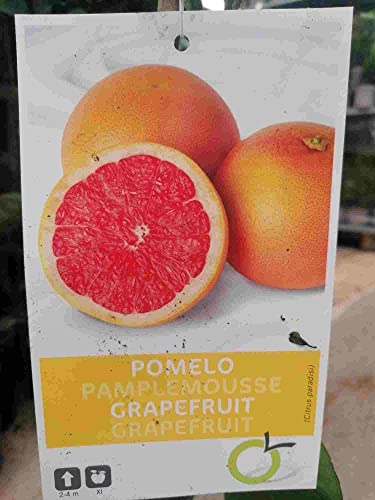 Citrus paradisi 'Star Ruby' 100-130 cm - Rote Grapefruit Paradiesapfel Zitruspflanze von Blumen-Senf