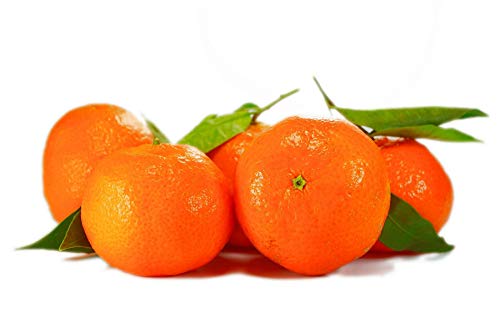 Citrus sinensis - echte Orange - Apfelsine - Pflanze 80-100 cm - Zitruspflanze von Blumen-Senf