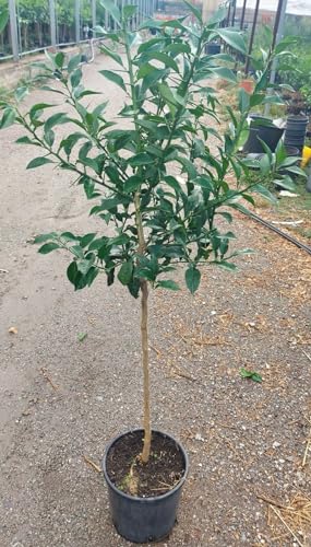 Citrus x junos - Yuzu 130-160 cm - Frostharte Zitrussorte bis -12°C - veredelt Citrus x junos - Yuzu 130-160 cm - Frostharte Zitrussorte bis -12°C - veredelt von Blumen-Senf