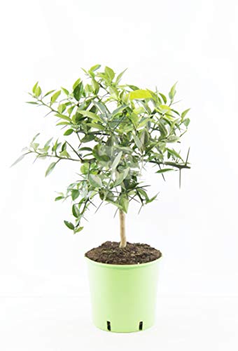 Citrus x junos - Yuzu 80-100 cm - Frostharte Zitrussorte bis -12°C - veredelt von Blumen-Senf