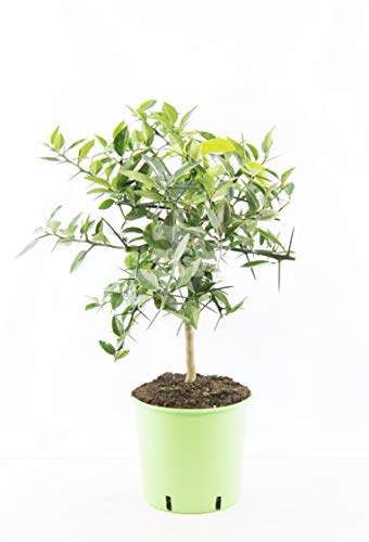 Yuzu Pflanze (Citrus x junos) – 70-100 cm – Frosthart bis -12°C – Veredelte Zitruspflanze für Garten & Kübel – Aromatische Früchte für Küche & Getränke von Blumen-Senf