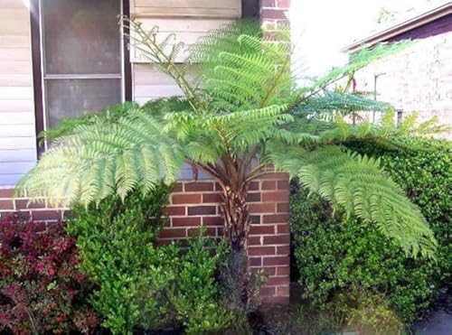 Cyathea Australis ca. 40 cm Australischer Baumfarn - Schnellwüchsiger und groß werdender Baumfarn von Blumen-Senf