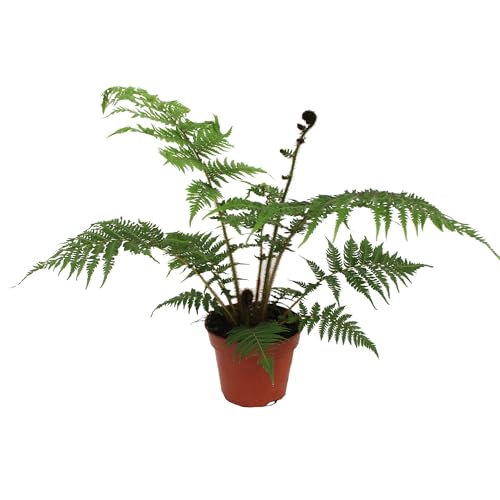 Cyathea cooperii - Australischer Cyathea cooperii - Australischer Baumfarn/Riesentropenfarn - ca. 50 cm Gesamthöhe inkl. Topf - Exotische Zimmerpflanze für Wohnräume, Wintergarten & BüroBaumfarn von Blumen-Senf