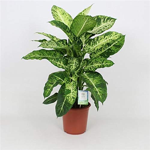Dieffenbachie Mars 60-70 cm Grünpflanze Zimmerpflanze von Blumen-Senf
