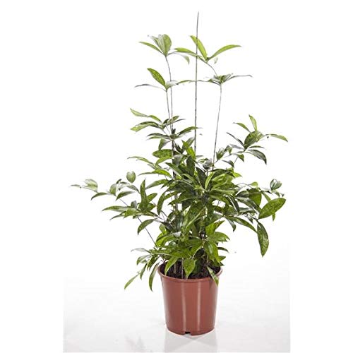 Drachenbaum 40 cm Dracaena surculosa Zimmerpflanze von Blumen-Senf