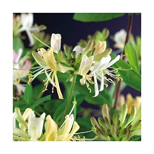 Geißblatt Lonicera periclymenum 'Belgica' 60-80 cm – Duftende Jelängerjelieber Pflanze für Garten & Terrasse, schnell wachsend, winterhart & bienenfreundlich von Blumen-Senf