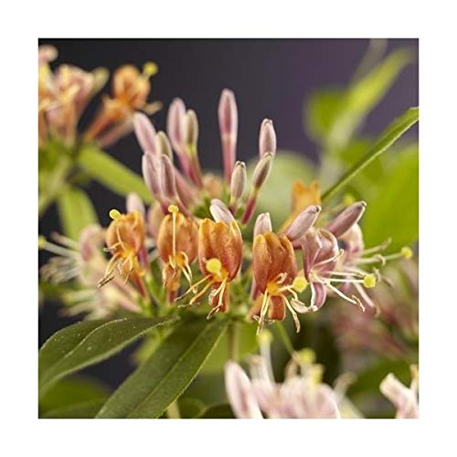 Echtes Immergrünes Geißblatt Lonicera henryi – Jelängerjelieber (60-80 cm) – Pflegeleicht, Frostbeständig, Ideal für Sichtschutz & Begrünung von Blumen-Senf
