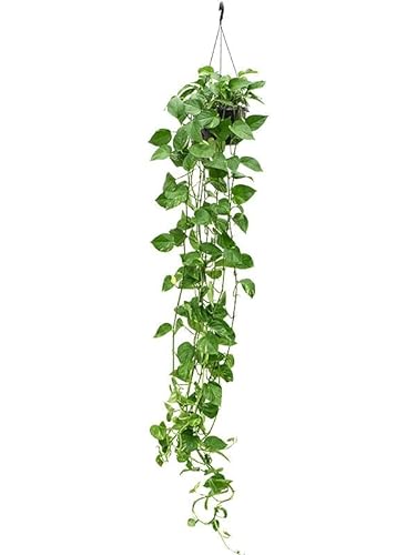 Epipremnum Aureum - Efeutute Ampel 100 cm+ lange Ranken Rankpflanze Pflegeleicht Hängepflanze Zimmerpflanze von Blumen-Senf
