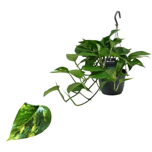 Efeutute (Epipremnum Aureum) Ampel – Pflegeleichte, Luftreinigende Hängepflanze mit 40-44 cm langen Ranken, Ideal für Innenräume von Blumen-Senf