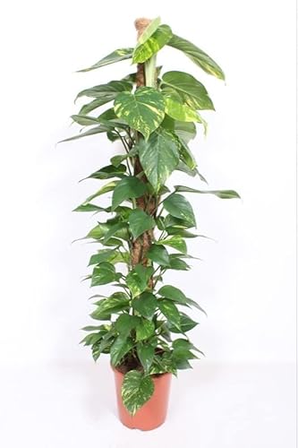 Epipremnum Aureum - Efeutute am Moosstab Topf Ø 24 / Höhe ca. 120 cm Rankpflanze Pflegeleicht Hängepflanze Zimmerpflanze von Blumen-Senf