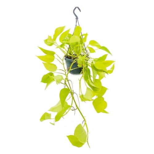Epipremnum Golden Pothos, Ampel 40-44cm lange Ranke - Efeutute Rankpflanze Pflegeleicht Hängepflanze Zimmerpflanze von Blumen-Senf