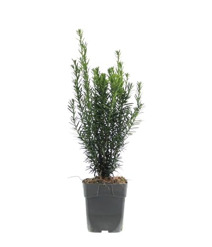 Einfassungseibe 'Hillii' 40-50 cm 10 Stück - Becher-Eibe Taxus Media Hillii Bechereibe Heckenpflanze von Blumen-Senf