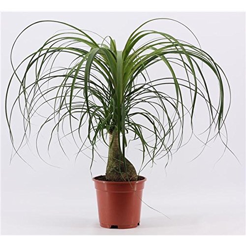 Elefantenfuß 50-70 cm Beaucarnea recurvata Flaschenbaum Wasserpalme von Blumen-Senf