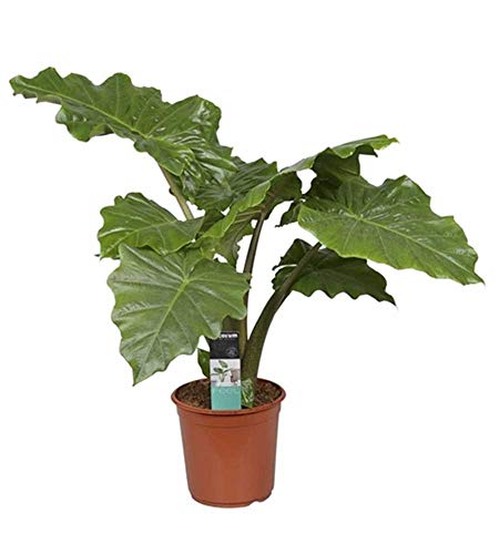 Elefantenohr 90 cm - Alocasia portodora - Alokasie - Pfeilblatt - Zimmerpflanze von Blumen-Senf