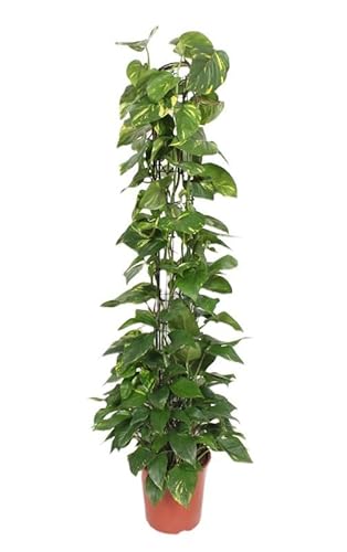 Epipremnum Aureum am Moosstab 160 cm Dekorative Kletterpflanze für Ihr Zuhause von Blumen-Senf
