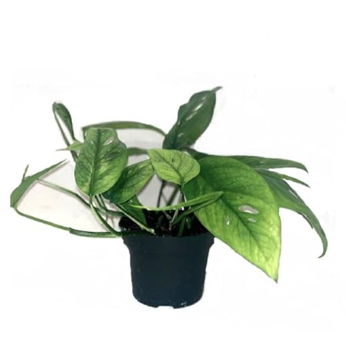 Epipremnum Cebu Blue - Efeutute Topf Ø 12 / Höhe ca. 20 cm Rankpflanze Pflegeleicht Hängepflanze Zimmerpflanze von Blumen-Senf