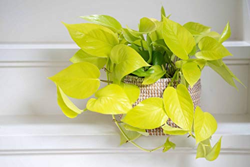 Epipremnum 'Golden Pothos' 15-20 cm - leuchtende Efeutute - Zimmerpflanze - Grünpflanze von Blumen Senf
