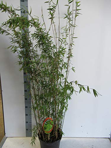 Fargesia jiuzhaigou 1 C10-10 Liter - Jade Bambus - Roter Bambus von Blumen-Senf