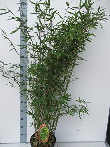 Fargesia nitida 'Winter Joy' Topf C1-1 Liter - der winterschöne Gartenbambus von Blumen-Senf