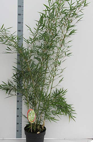 Fargesia robusta 'Campbell' Topf C10-10 Liter - Schnellwachsende, Rhizomsperre-freie Bambus-Pflanze für Garten und Terrasse von Blumen-Senf