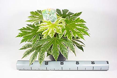Fatsia japonica Spiderweb ca. 40 cm - Zimmeraralie - Zimmerpflanze - Grünpflanze von Blumen-Senf