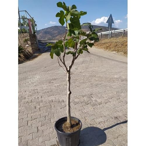 Feigenbaum- Ficus carica Gota de Miel ca 100 cm kräftiger Stamm - echte Feige - Winterhart Obstbaum von Blumen-Senf